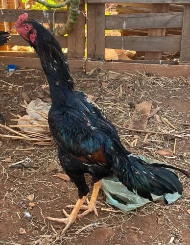 Frango índio 