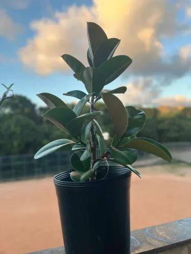 Planta Fícus