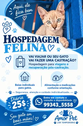 Hospedagem felina