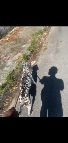 Cachorro dálmata adoção