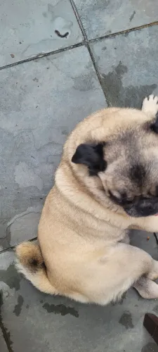 Cachorro pug macho