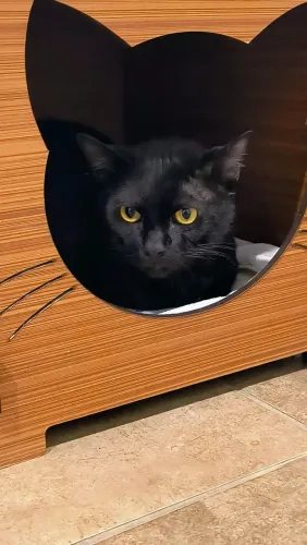 Adoção Responsável Felino 