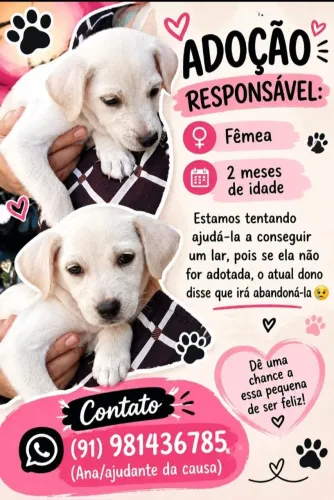 Está princesa é da raça viralata nasceu em agosto e esta precisando de um lar