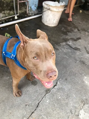Cachorro pit monster
