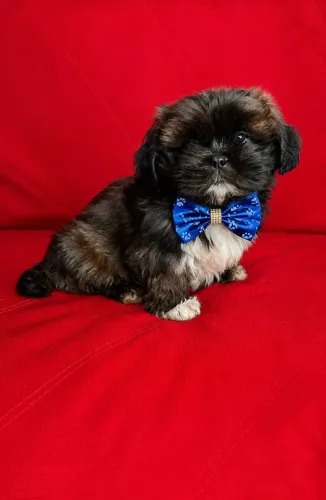 Lindo E Perfeito... Machinho de Lhasa Apso disponível para entrega