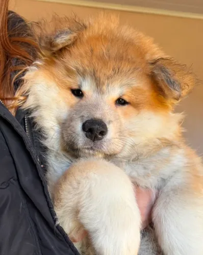 Akita Inu Pura - 3 meses