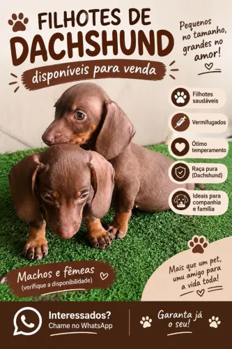 Vendo filhote cachorro