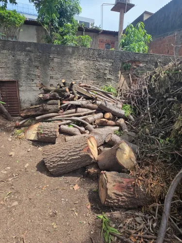 Lenha de mangueira - lote aprox. 5 m³ - retirar no local