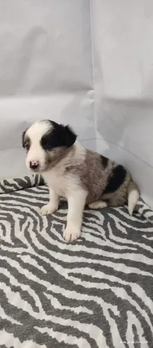 Filhote de Border Collie Fêmea Alto Nível 