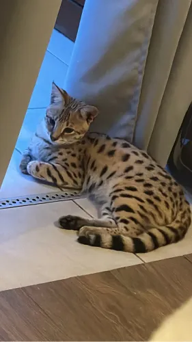 Gato savannah f1 castrado 10 meses