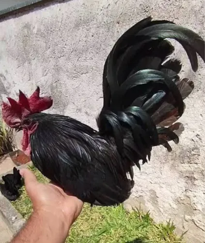 Vendo galo Nagasaki Black 
