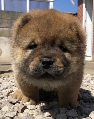 Chow Chow,Chow Chow Filhote Vacinado e Vermifugado