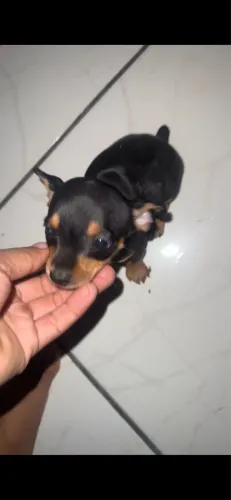 Vende se pinsher 1 pra 2