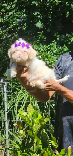 Shih-tzu branca de areia olhos azuis