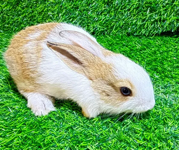 Lindos filhotes de coelho ?