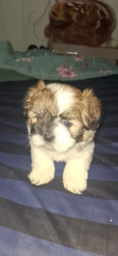 Ilhasa apso