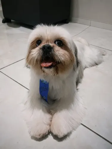 Procura-se namorada para cruzar com shihtzu