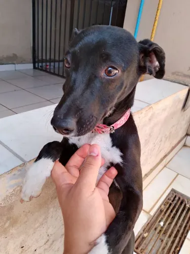 Doação Cachorrinha