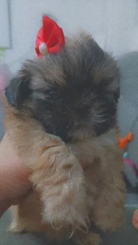 Cachorro