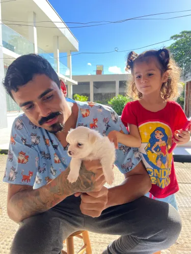 Maltês 