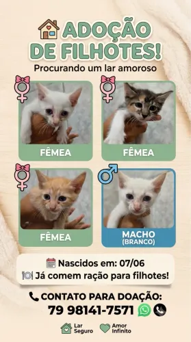 Filhotes de gato
