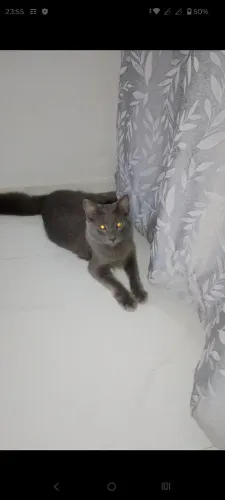 Gato cinza