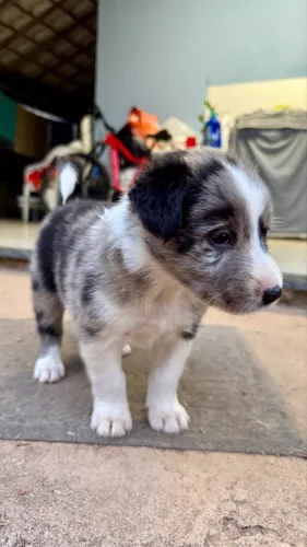 Border Collie Merle