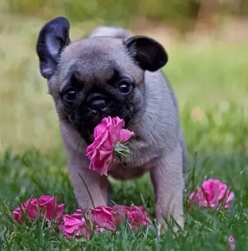 Pug Um filhote que nasceu para brilhar
