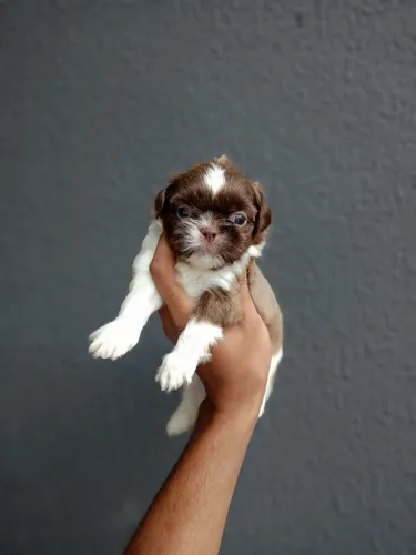 Shih Tzu