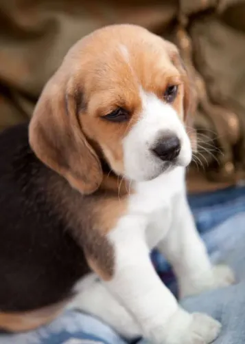 Beagle Uma escolha que pode começar uma linda parceria