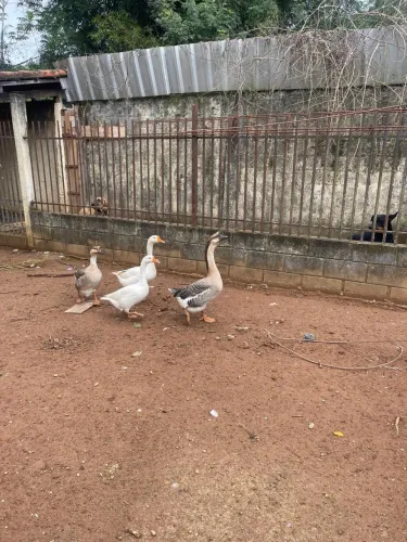 Casal de ganso 