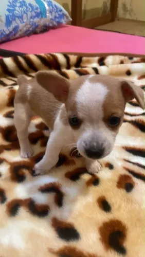 Pinscher machinho 