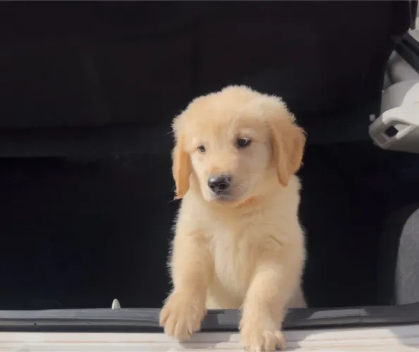 Cachorro