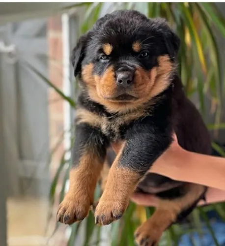 Os monstros gigantes ,rottweiler alemão impossível não se apaixonar