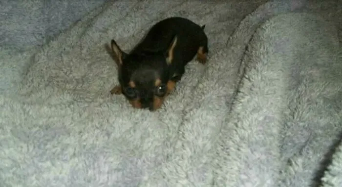 Ei ! Não perca tempo seu miniatura de pinscher 0 está aqui