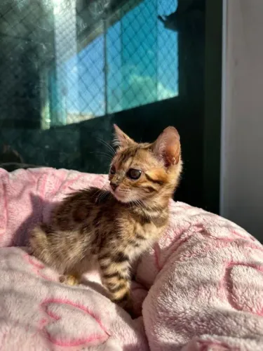 Gatinho Bengal -  VARIOS DISPONIVEIS 