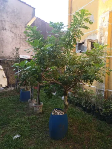 Vendo lindo pé de ciriguela 