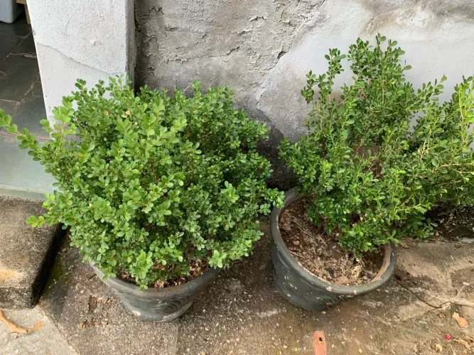 Planta Bruxinho ( buchos)