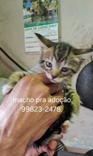 Lindos gatinhos fofos pra doação 