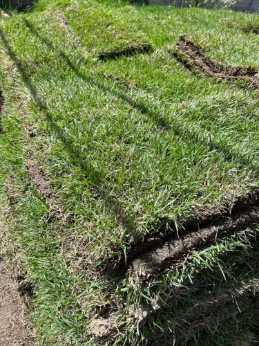 Grama para jardim