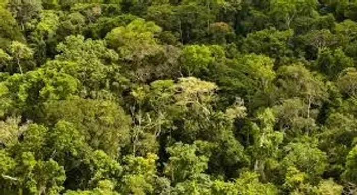 Área 21.000 hectares em Coari  2.500.001,00