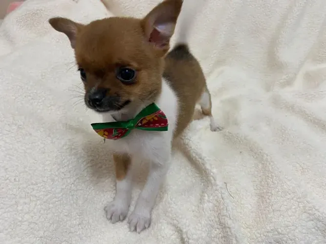 Chihuahua Chamar whats *