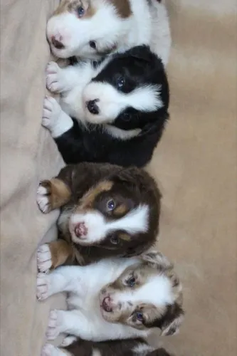 Border Collie: o Einstein do mundo canino.