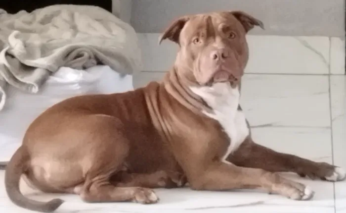 American Pitbull Terrier Filhotes