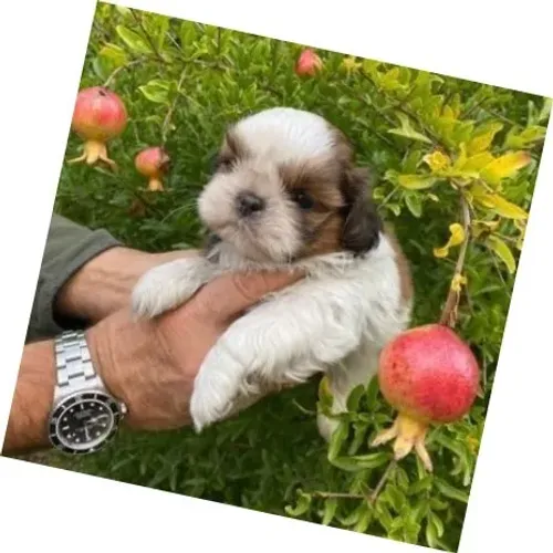Lhasa Apso Bicolor Fêmea - A Alegria em Forma de Cãozinho!