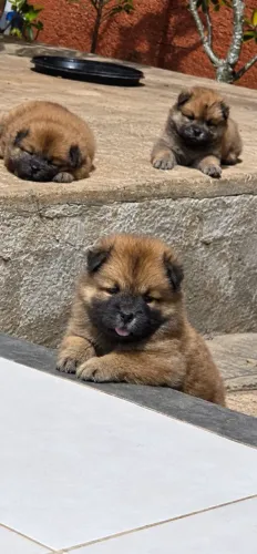 Chow chow