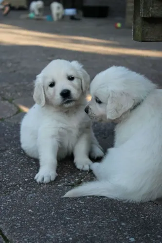 Filhotes de Golden Retriever | Um amigo cheio de encanto.