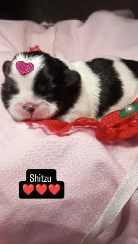 Shitzu machos e fêmea 