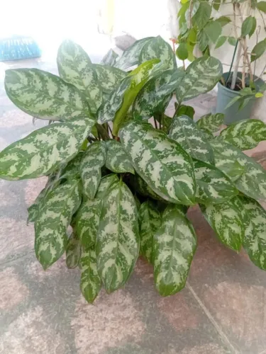 Planta Aglaonema café de salão
