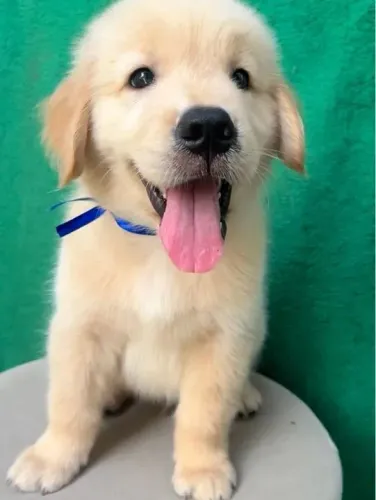 Golden amor que chega mansinho e fica pra sempre